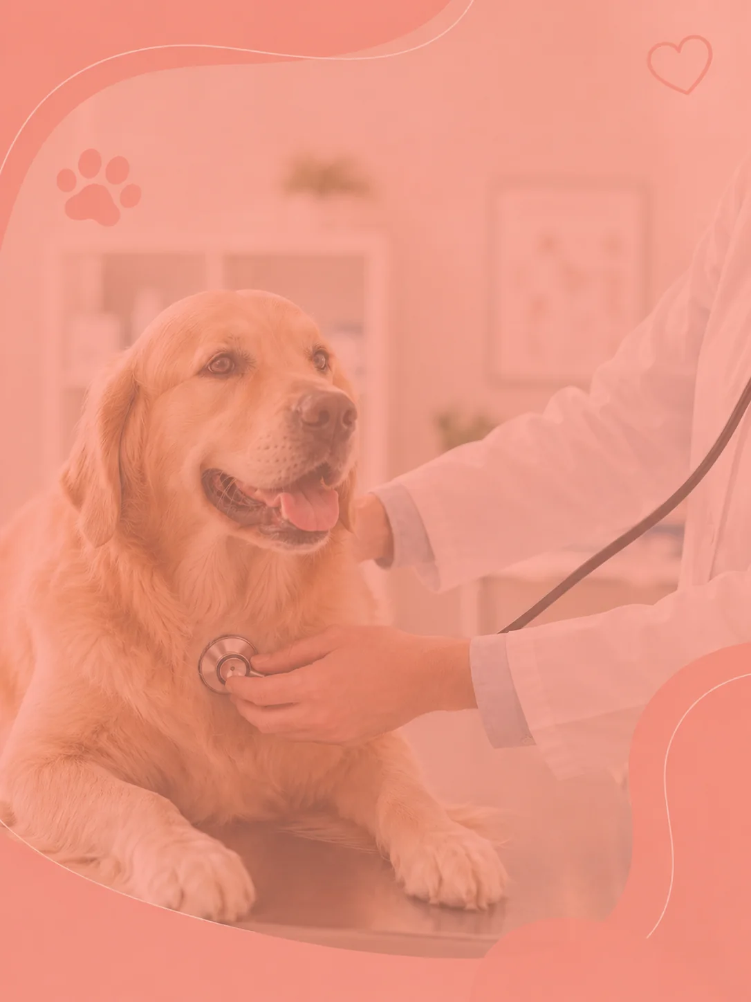 Consultas veterinárias em Cubatão com avaliação clínica para cães e gatos