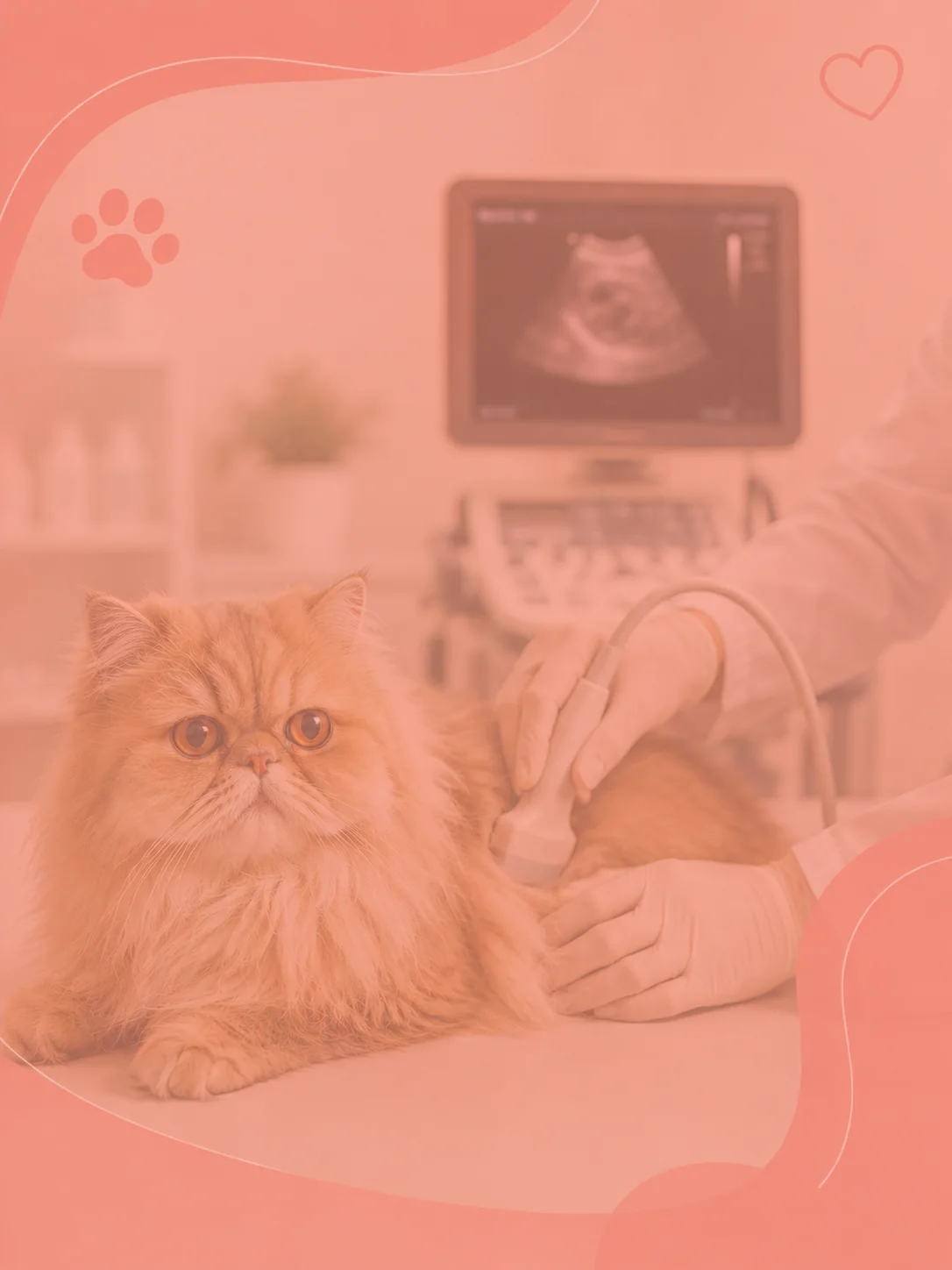 Exame veterinário em Cubatão com cuidado diagnóstico para pets