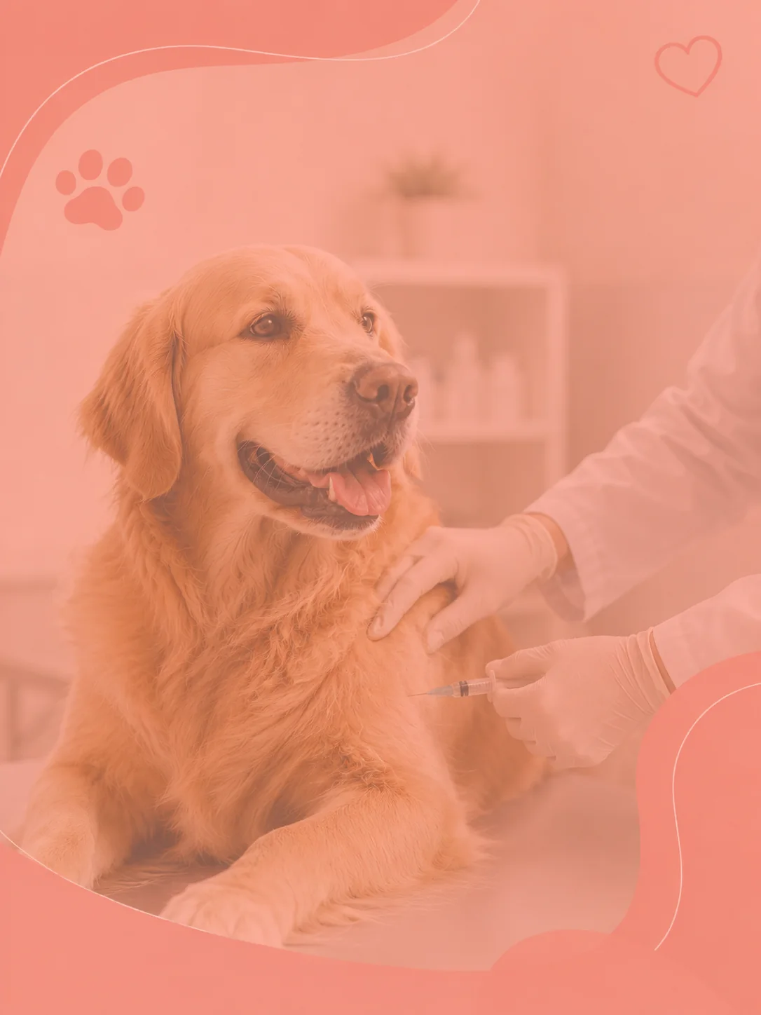 Vacinas veterinárias em Cubatão para prevenção de doenças em pets